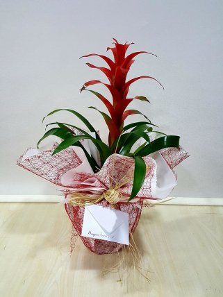 Guzmania - Kütahya Çiçekçi