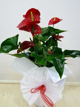 Anthurium (Antoryum) - Kütahya Çiçek Siparişi