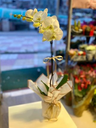 Tek Dal Beyaz Orkide, kütahya çiçek siparişi