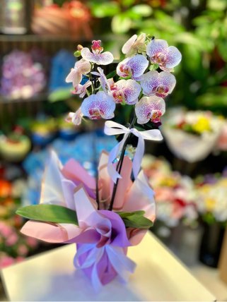 Çift Dal Renkli Orkide