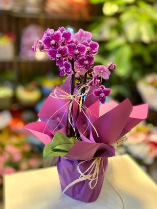 Çift Dal Mor Orkide