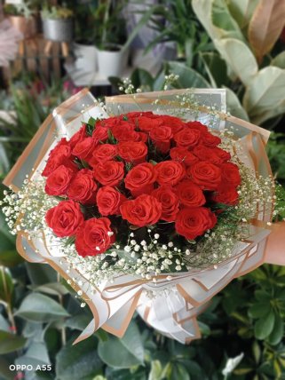 Kırmızı Gülün Asaleti