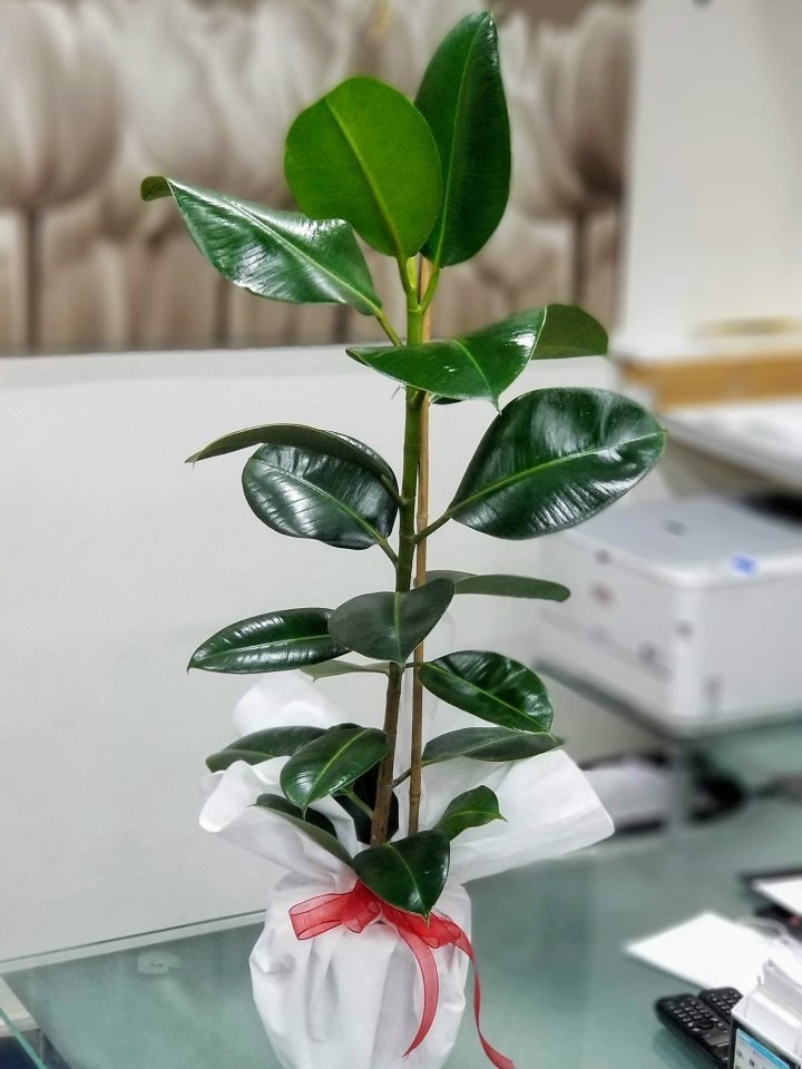 Kütahya Çiçek Siparişi - Kauçuk Bitkisi