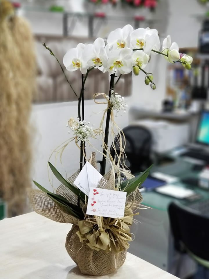 İki Dal Beyaz Orkide - Kütahya Çiçekçi