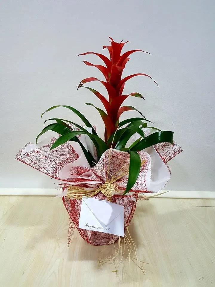 Guzmania - Kütahya Çiçekçi