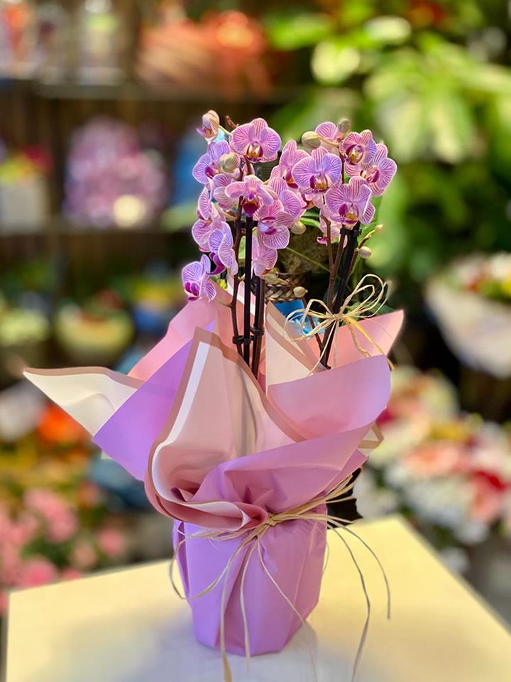 Çift Dal Pembe Orkide, kütahya elçin çiçek