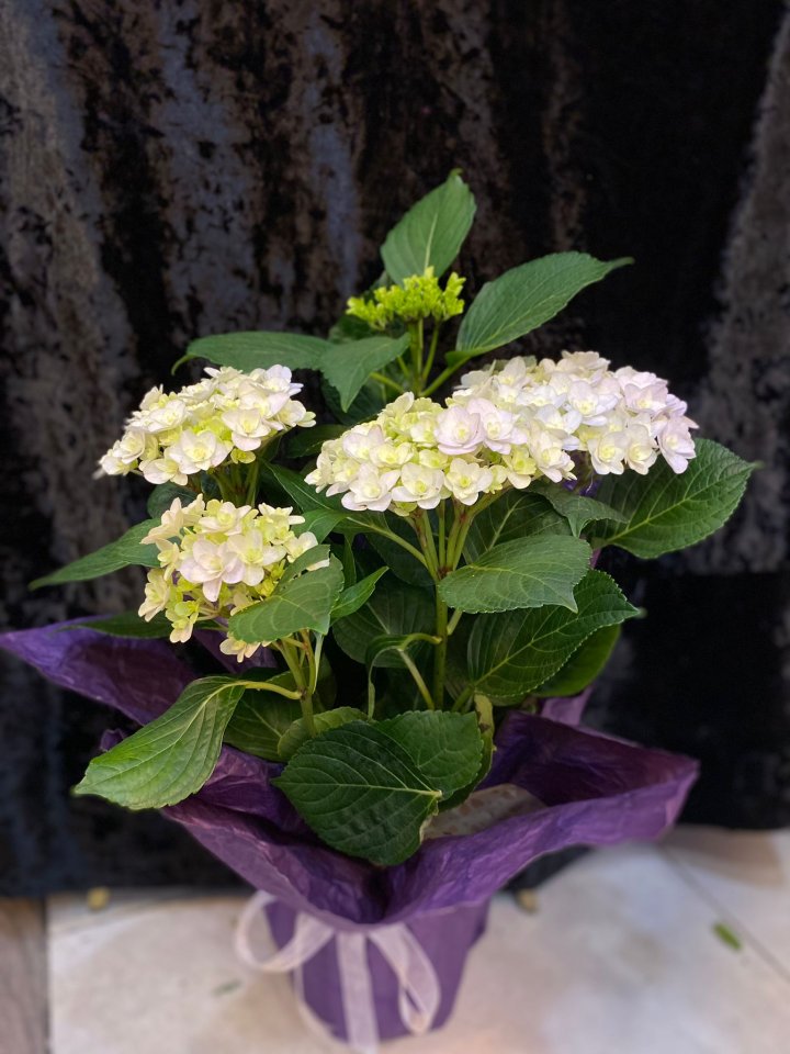 Ortanca, Kütahya çiçek siparişi