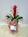 Çiçekçi - Guzmania