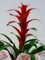 Çiçekçi - Guzmania
