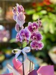 Çiçekçi - Çift Dal Benekli Mor Orkide