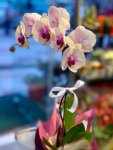 Çiçekçi - Tek Dal Renkli Orkide