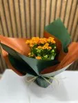 Çiçekçi - Kalanchoe