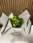 Çiçekçi - Kalanchoe